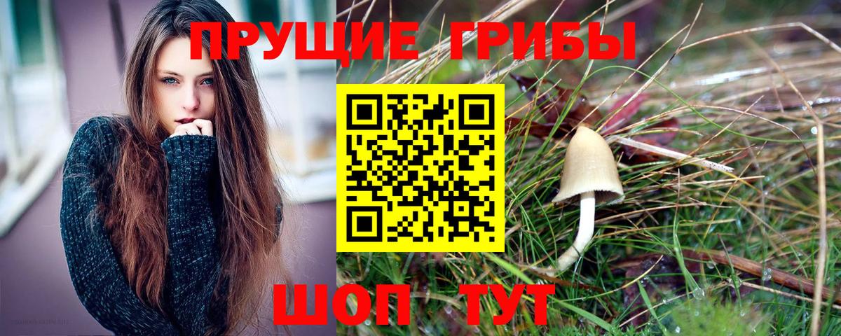 Псилоцибиновые грибы Psilocybine cubensis Хабаровск